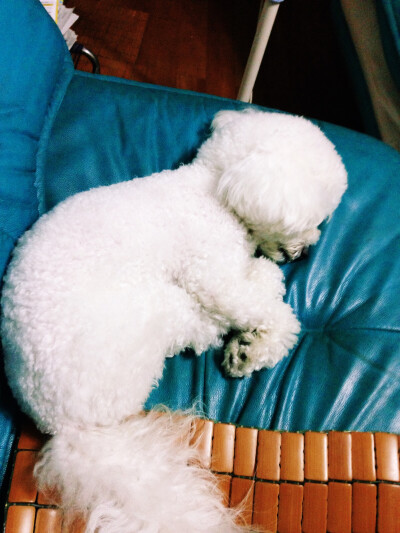 点点在沙发上熟睡