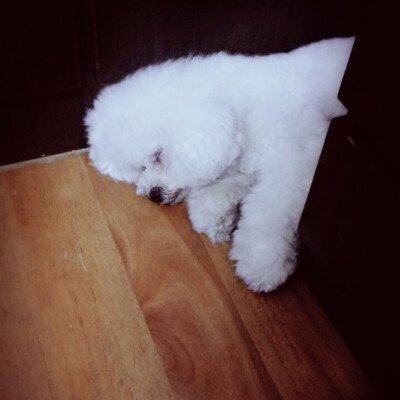 点点喜欢睡在夹缝里，有安全感