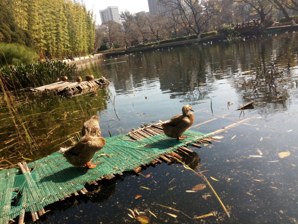 湖里晒太阳的鸭子