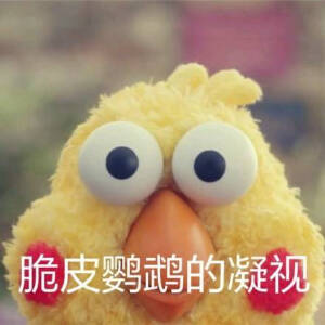 鹦鹉兄弟(凝视)