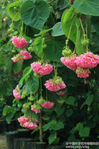 非洲芙蓉原产东非及马达加斯加等地，因其叶片似 “木芙蓉”，原产非洲，故名“非洲芙蓉（Dombeya wallichii）”，常绿大型灌木，叶片心形，较粗糙。开花时，长长的花轴上抽出等长的小花梗，粉红色至淡红色的小花20余…