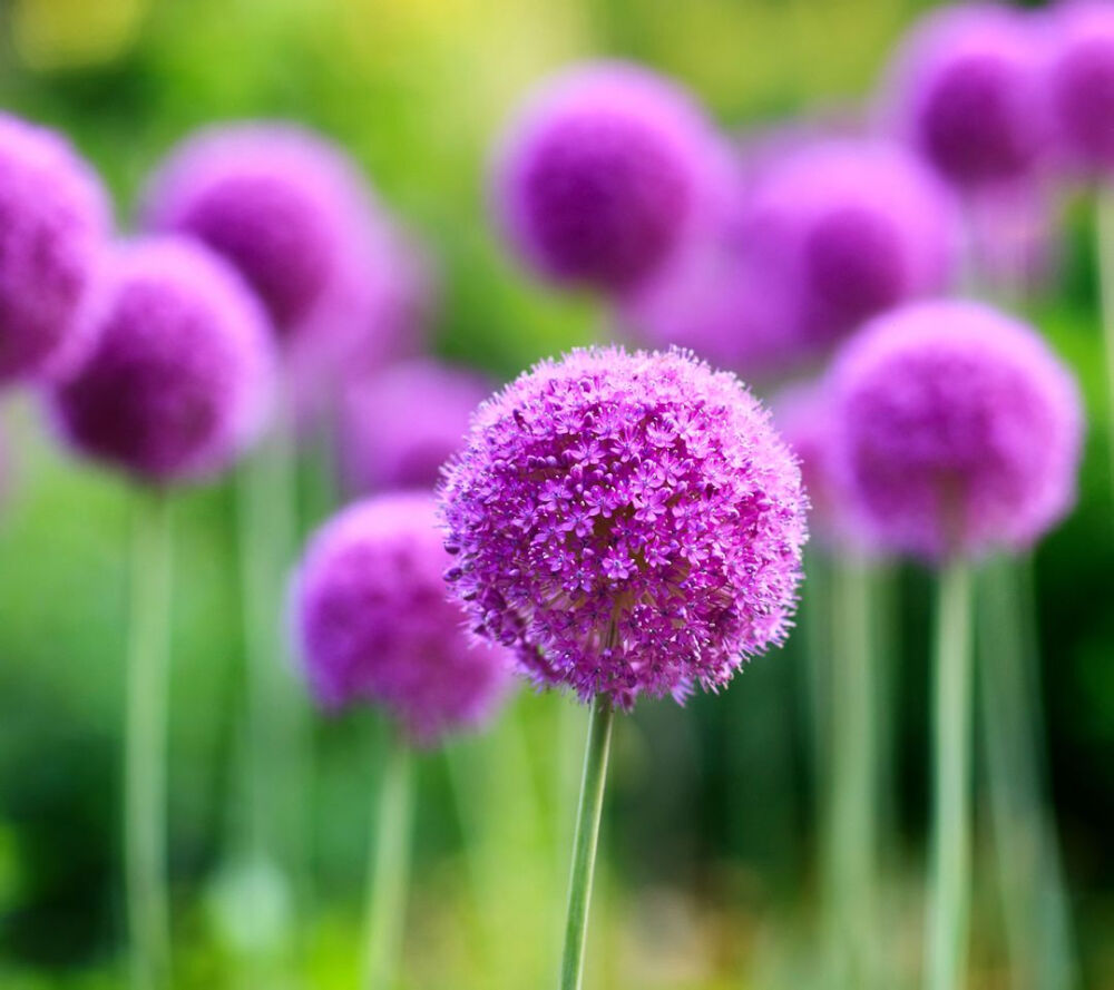 大花葱 Allium giganteum
别名硕葱，又名吉安花（学名音译），多年生球根花卉，是花境、岩石园或草坪旁装饰和美化的品种。
花语：聪明可爱