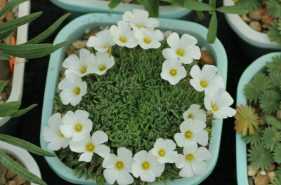 Oxalis densa 垫状酢浆草，紧凑的株型，精致的花。 ​​