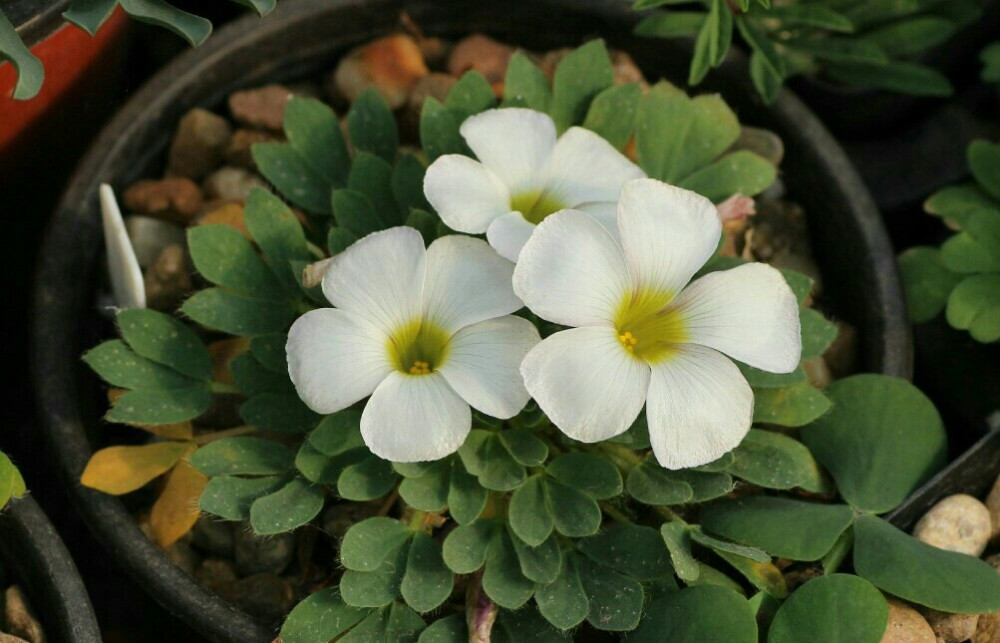 Oxalis hawthornides 山楂巢酢浆草 ​​​