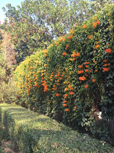 热带花卉园 炮仗花