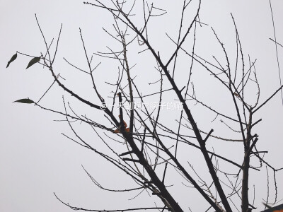 蕭蕭寒雨濕枯荄