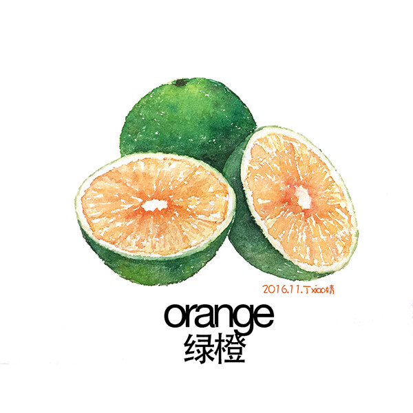 插画 每日一图 水彩 水果 之绿橙