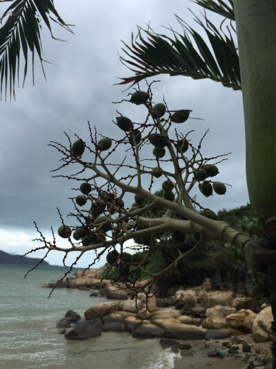 越南芽庄 海边