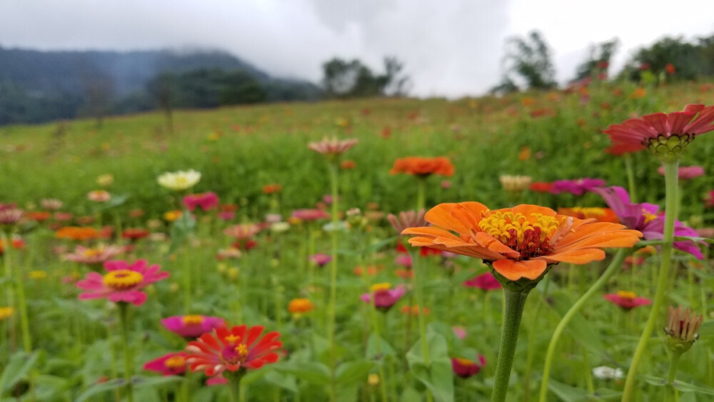 勐海花千谷