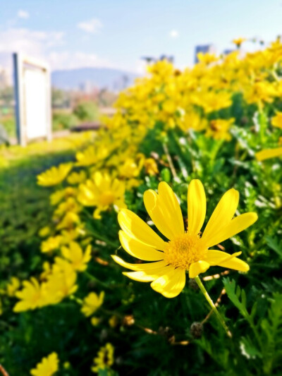 静静的看着一朵花，感觉拥有了整个花海