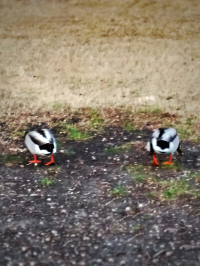 两只鸭子在找食! 超级对称! 哈哈哈 古怪, 奇葩摄影