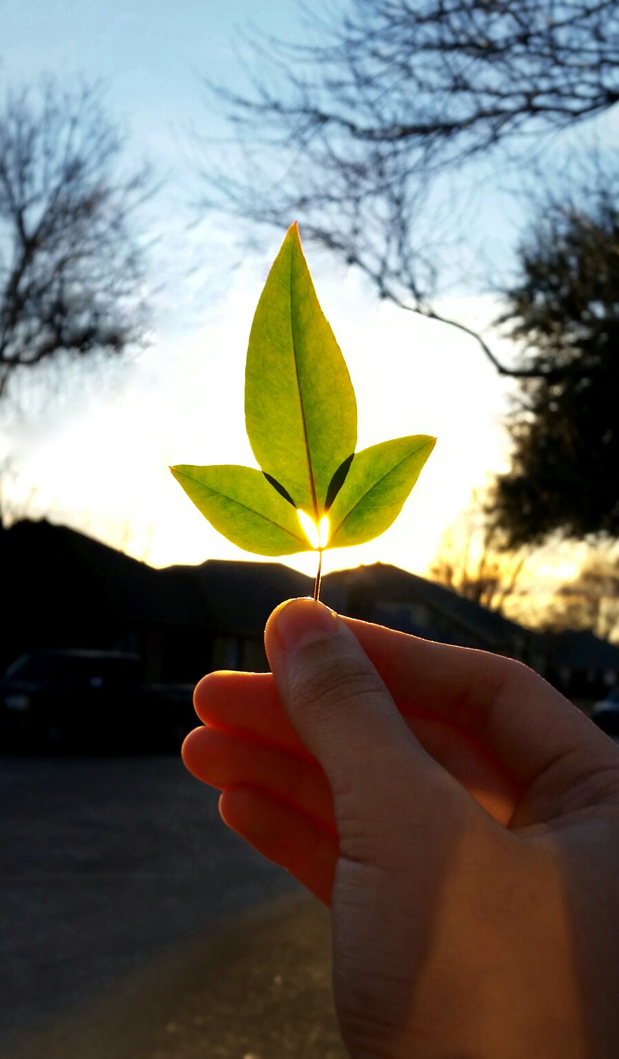 叶子, 对称, 阳光, 心形, 美, 艺术感, 对称, 小清新, 自然, 冬天, 摄影, 壁纸, 手, 绿色, 风景 