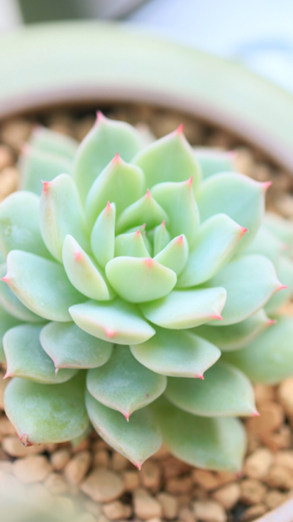 多肉- 堆糖,美图壁纸兴趣社区