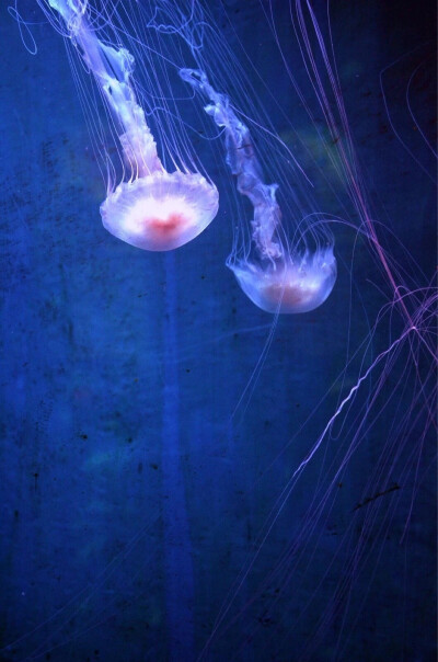 青岛海洋馆 水母