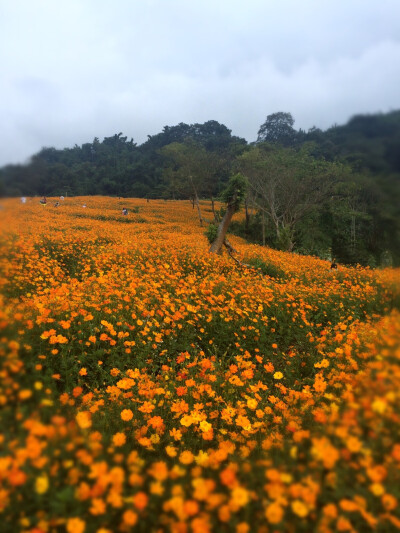 勐海花千谷