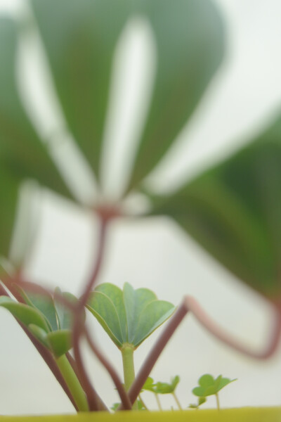 oxalis flava lavender form