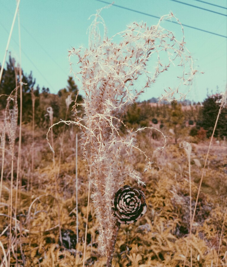 松子芦苇