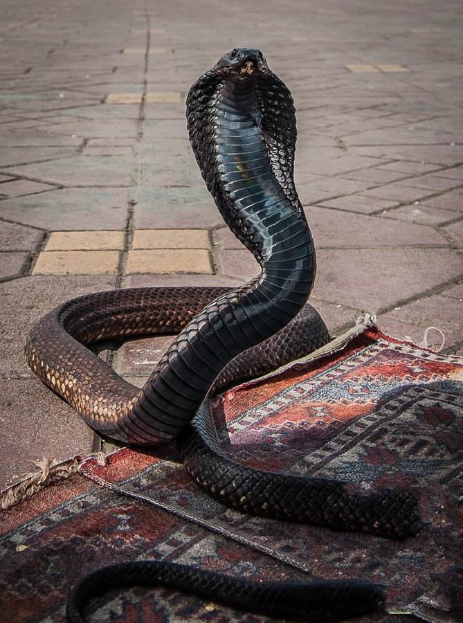 眼镜王蛇