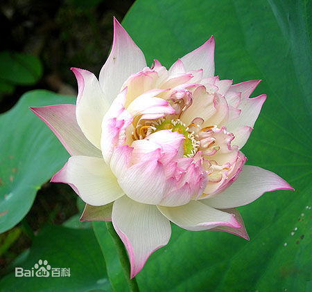 粉黛：是荷花的品种之一。花粉色，花瓣尖部红色后变为橙色。开花期为6月中旬，着花繁密。花高于叶，心皮瓣化较美。适合盆栽