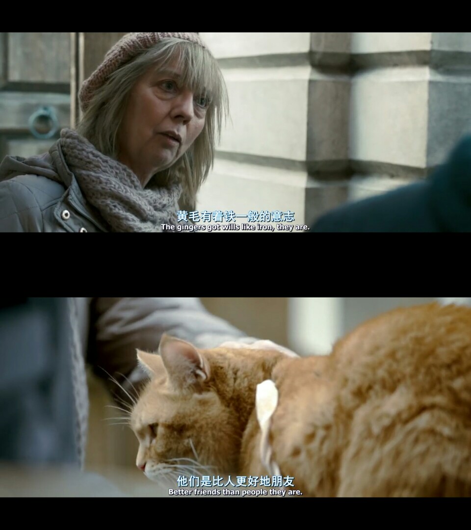 每一只橘猫都很特别[流浪猫鲍伯]