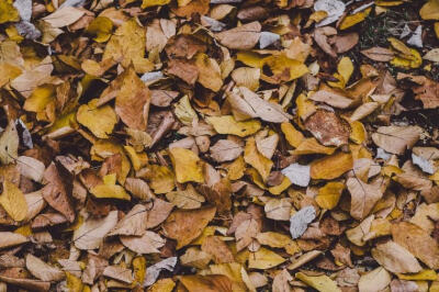 Fallen leaves are beautiful