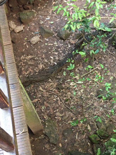 热带雨林区 凹甲陆龟