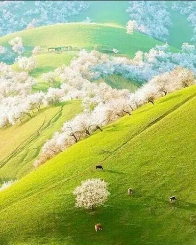 天然野生杏花沟，位于新疆新源吐尔根。高山草甸，异域天堂。