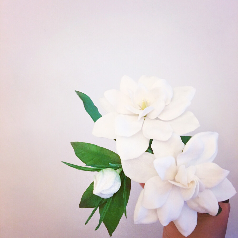 安迪的糖花园 | 糖花 | 栀子花 | Gardenia | Color : White ​​​