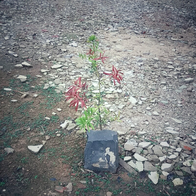 这石头感觉像个花盆……这布满沙砾的平地中间，却独有这棵草，真让人眼前一亮。而且此草与该石简直天生一对，好搭哦~