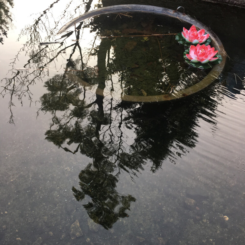 釜山 梵鱼寺 莲花许愿池