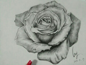 绘画——玫瑰