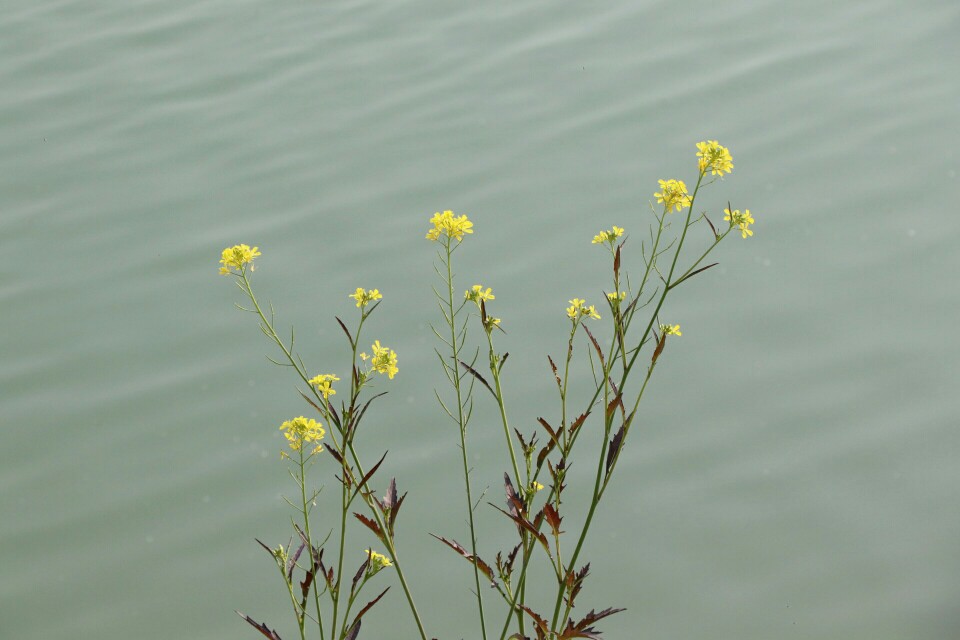 盛开在河边的油菜花~