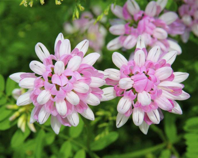 小冠花（学名：绣球小冠花，拉丁学名：Coronilla varia）为豆科小冠花属多年生草本植物。茎直立，粗壮，多分枝，疏展，高50-100厘米。原产欧洲地中海地区。我国东北南部有栽培。本种花紫红色，艳丽，可作花卉植物，除供观赏外，还可作药用。