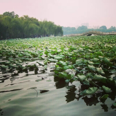 济南 大明湖