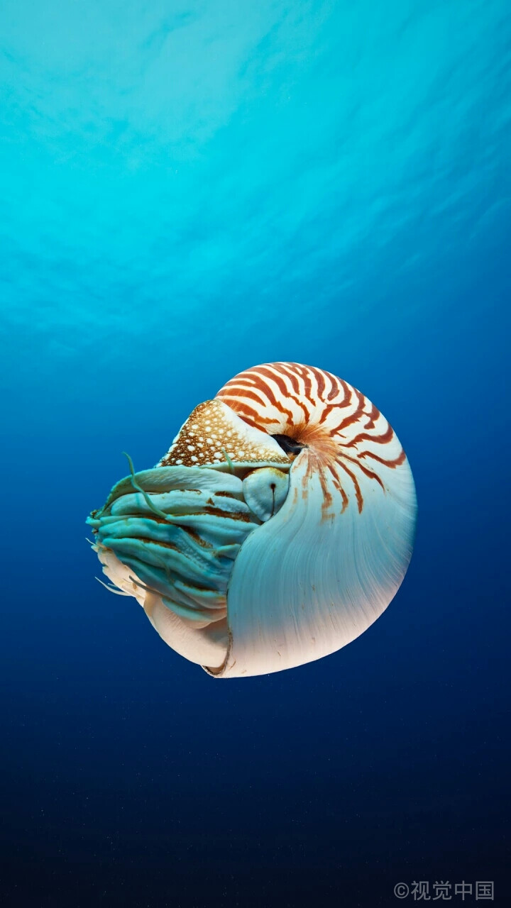 海底贝壳 大自然图片