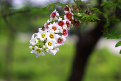 文冠果，拉丁学名Xanthoceras sorbifoliaBunge，又称文冠木、文官果、土木瓜、木瓜、温旦革子。属无患子科、落叶灌木或小乔木植物，是我国特有的优良木本食用油料树种。文冠果树姿秀丽，花序大，花朵稠密，花期长，…