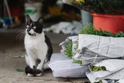 黑猫警长，哈哈