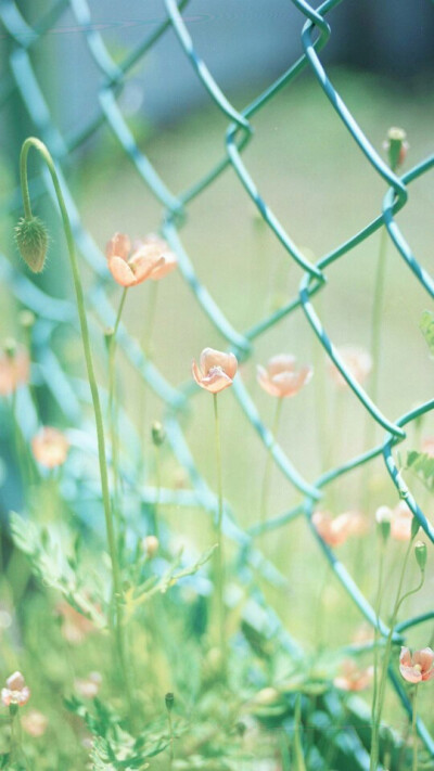 高清壁纸 清新 绿色 花草