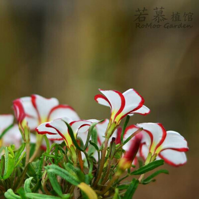 双色酢浆草O. versicolor：酢浆草属，是酢浆草科下最大的属。酢浆草科中已知有900个物种，当中有800个是属于酢浆草属。很多物种都被称为酢浆草。酢浆草属除了在极地外，遍布于世界各地。在巴西及墨西哥的热带及南非…