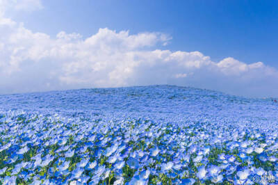 花海