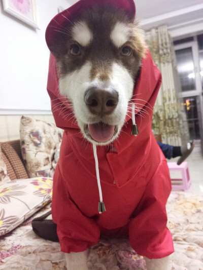 雨衣