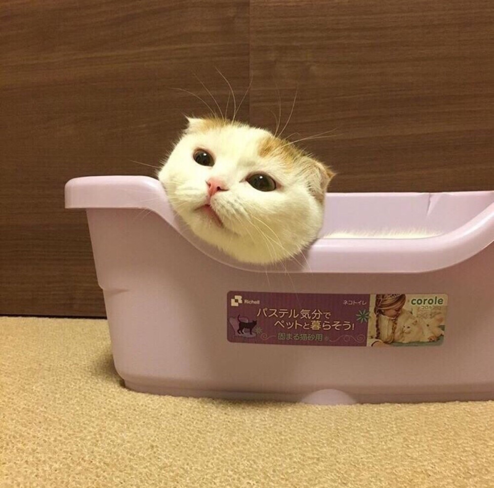 大脸猫