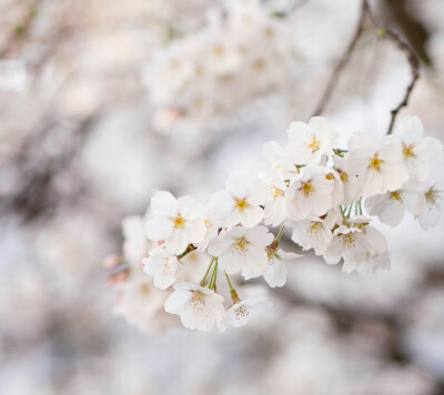 白樱花