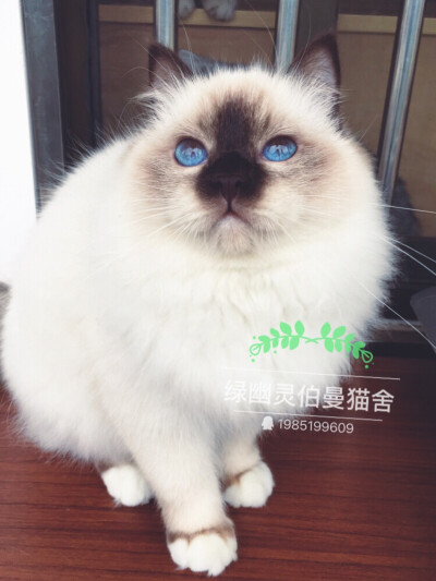 微博：绿幽灵伯曼猫舍_芮轩6111