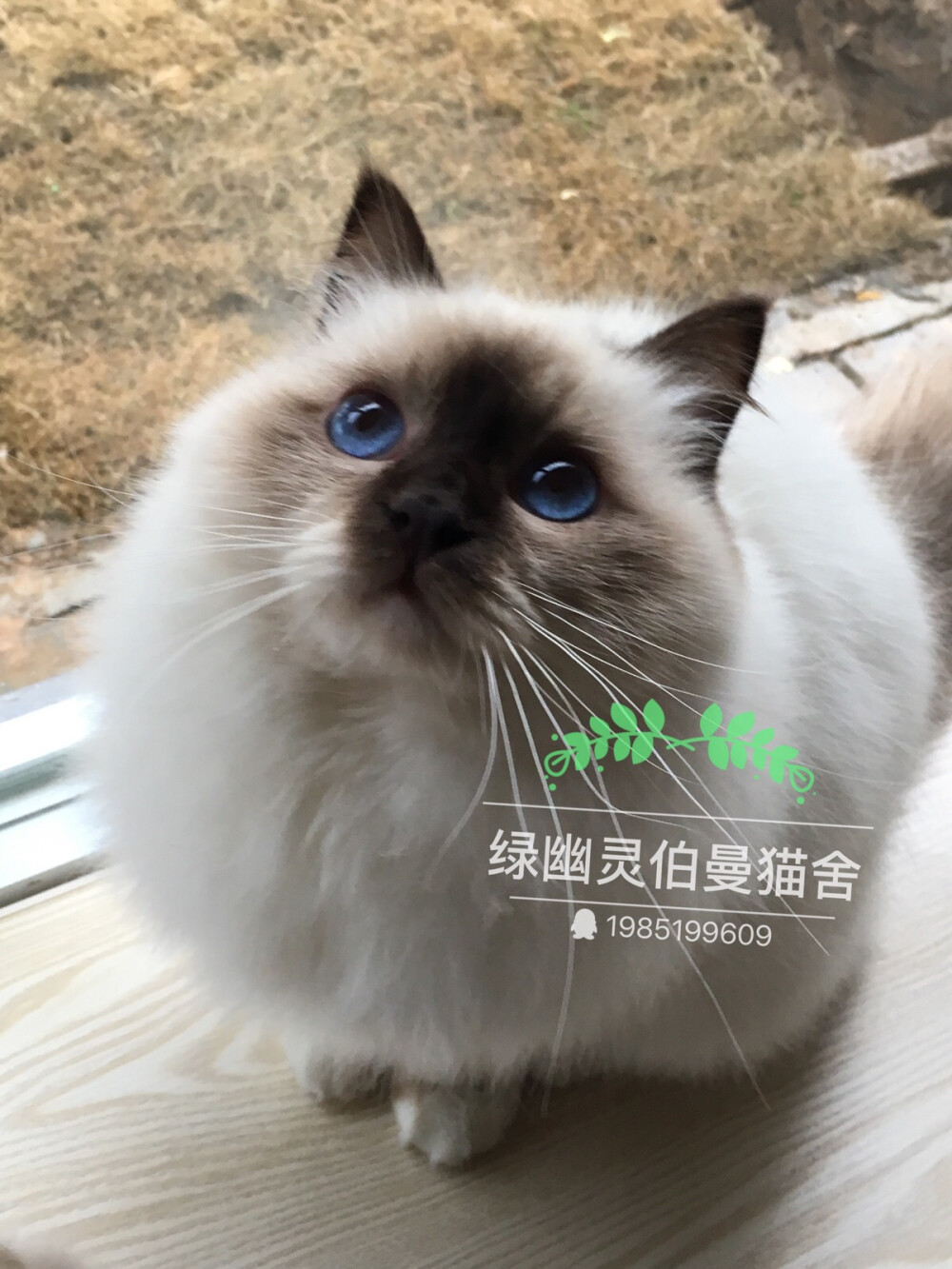 微博：绿幽灵伯曼猫舍_芮轩6111