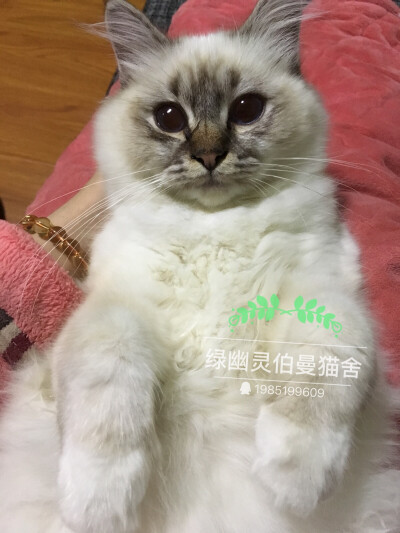 微博：绿幽灵伯曼猫舍_芮轩6111