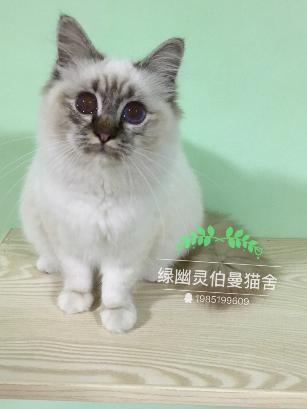 微博：绿幽灵伯曼猫舍_芮轩6111