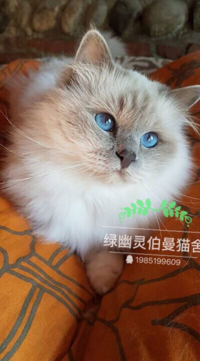 二愣子爸爸、微博：绿幽灵伯曼猫舍_芮轩6111