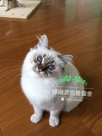 微博：绿幽灵伯曼猫舍_芮轩6111