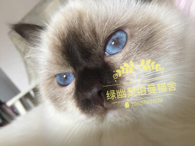 帅愣子～～微博：绿幽灵伯曼猫舍_芮轩6111